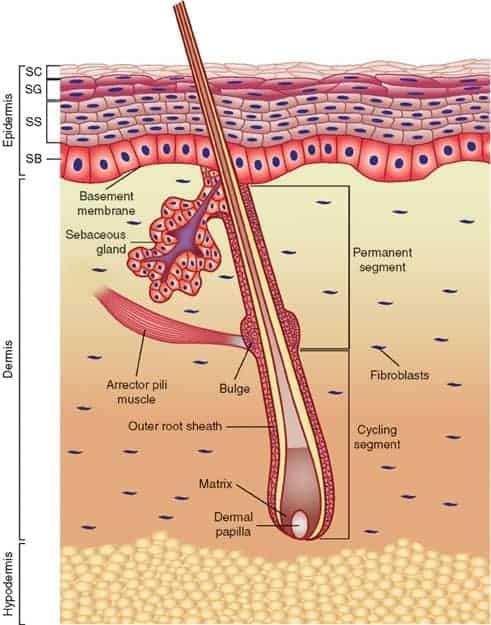 Hair follicle anatomy