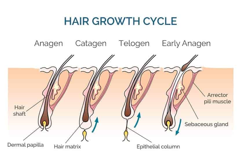 Hair Growth Cycle