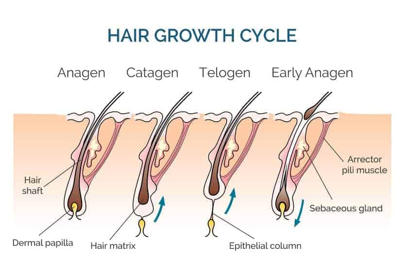 Hair Growth Cycle