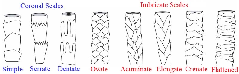 sketches of cuticle types