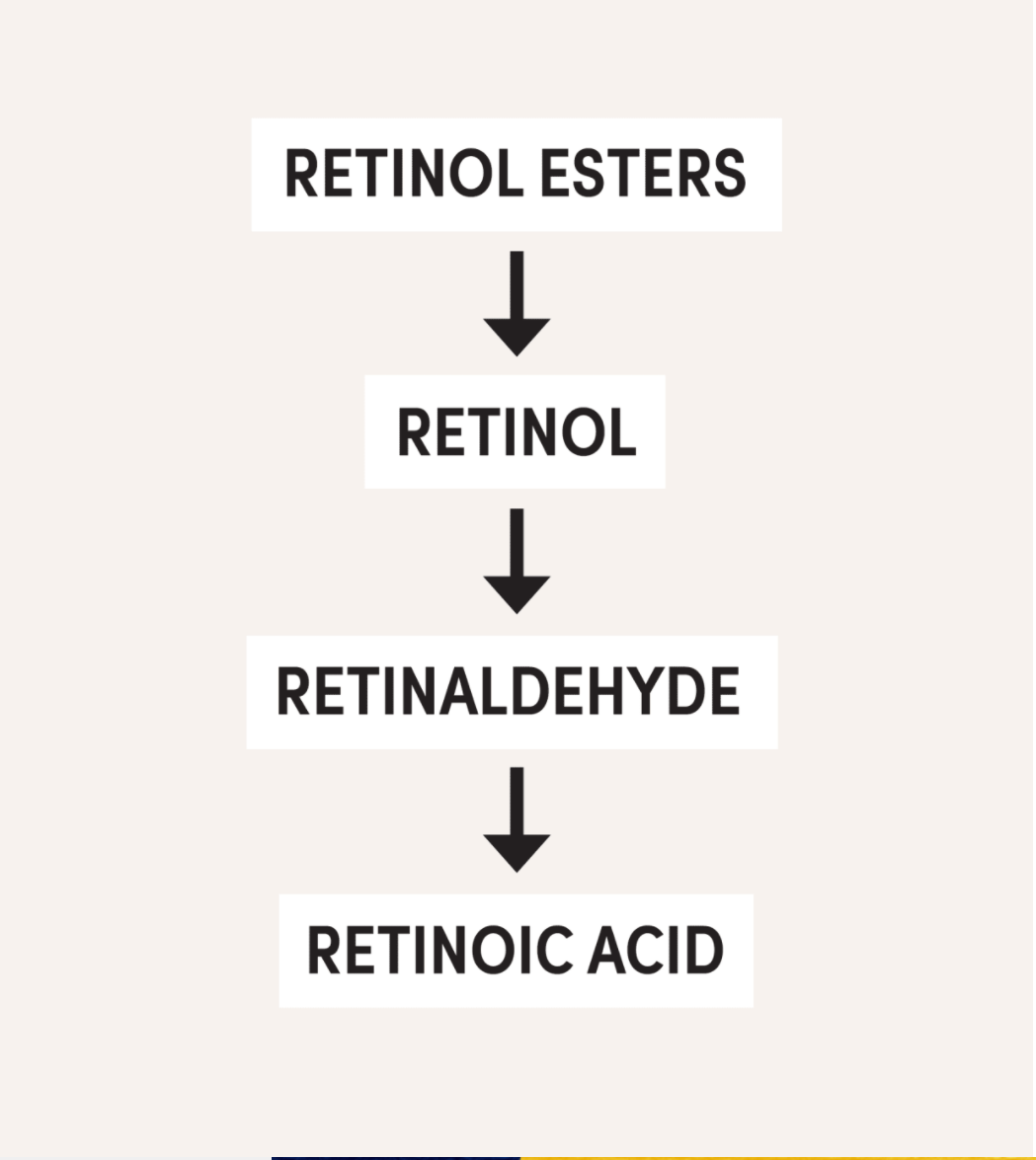 Retinol Conversion Steps