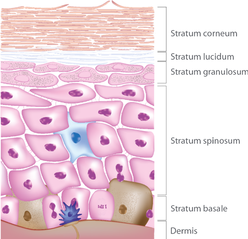 Picture of Epidermal Layers